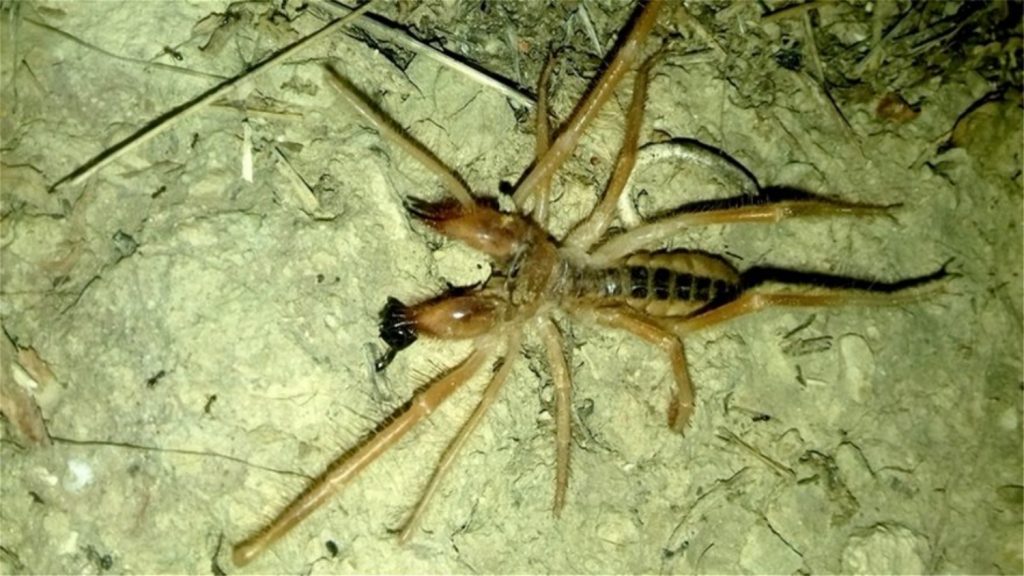 Αράχνη – σκορπιός: «Εντοπίστηκε» και στην Ελλάδα – Πόσο επικίνδυνη είναι