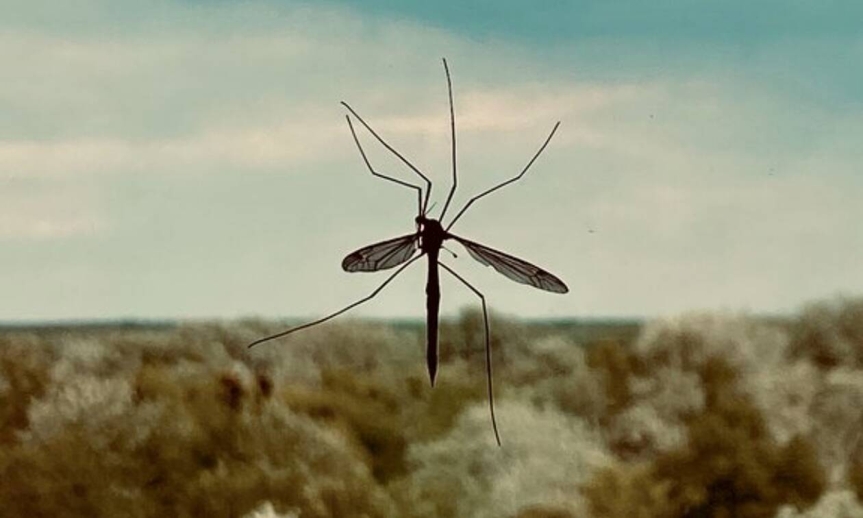 Έτσι θα σας αφήσουν σε ησυχία τα κουνούπια: Πώς θα στραφούν στον... εχθρό σας