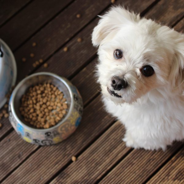 Έκτακτη ανακοίνωση: Αν έχετε αυτή την σκυλοτροφή πετάξτε την αμέσως – Κινδυνεύει ο σκύλος σας