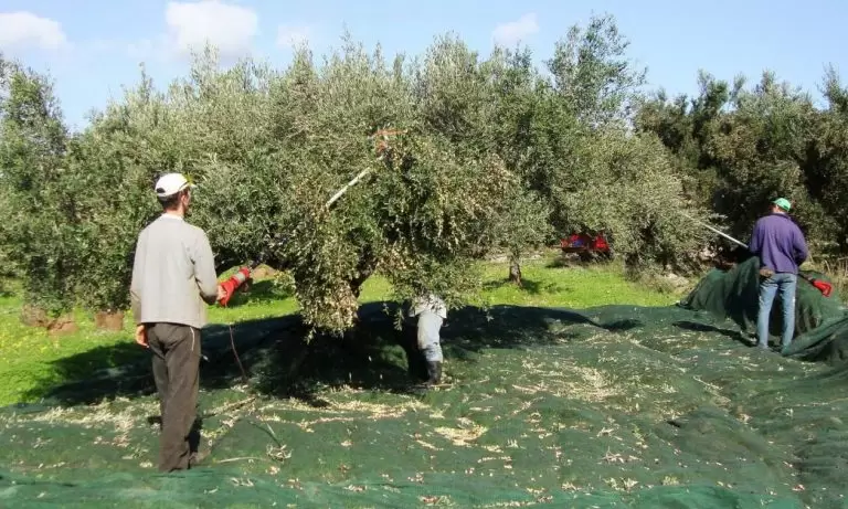 Μάζεμα ελιάς: Απελπισία! Δεν υπάρχουν εργάτες γης – Αδιανόητα τα μεροκάματα που ζητάνε