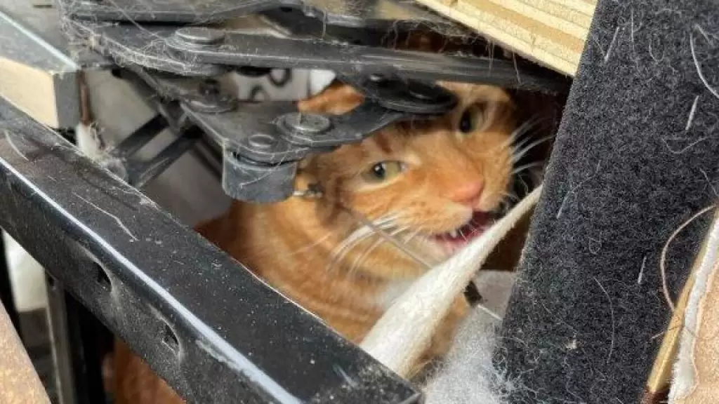 Απίθανη εικόνα: Η «κρυμμένη» γάτα που έγινε viral – Εσύ μπορείς να τη βρεις;