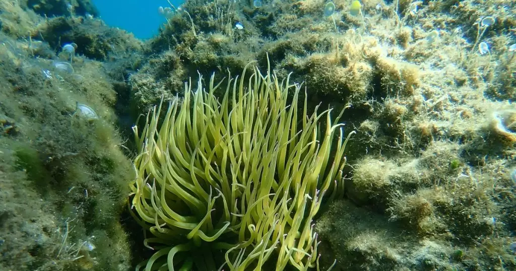 Θαλάσσιες ανεμώνες: Σάλος στην Ελλάδα! Επιτέθηκαν σε παιδιά και τα τσίμπησαν – Πού βρίσκονται